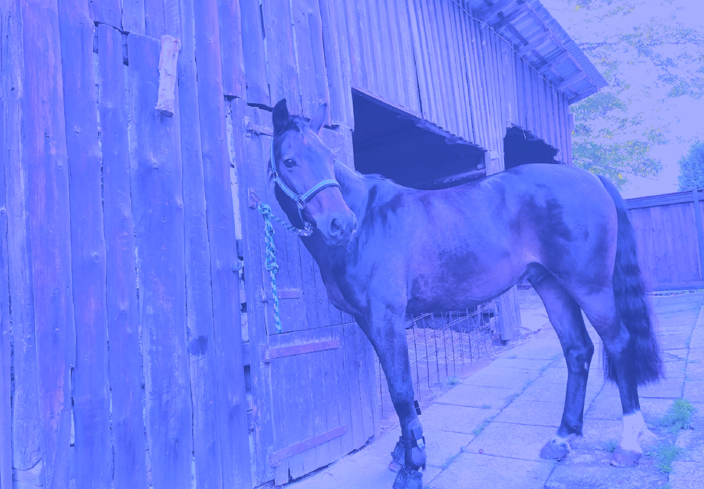 Bild von einem Pferd